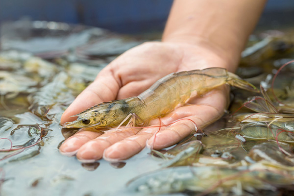 A New Choice for Shrimp Farming: The Application and Advantages of HYZNO N-15 Water-Soluble Nano Zinc Oxide with High Bioavailability