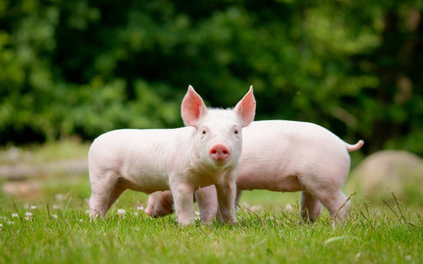 A Breakthrough in Swine Farming: The Application and Advantages of HYZNO N-15 Water-Soluble Nano Zinc Oxide with High Bioavailability