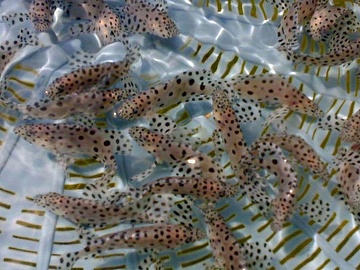 HYZNO N-15 water soluble nano zinc oxide Management and Prevention of NNV in Grouper Fry Farming