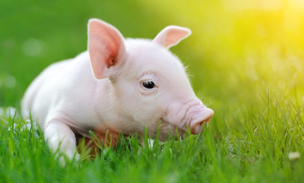 [HYZnO N-15 Water-Soluble Nano Zinc Oxide] An Innovative Solution for Controlling Spirochete Infections in Swine
